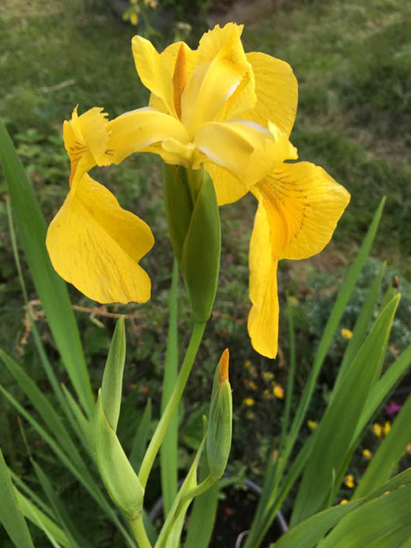 Iris pseudacorus en fleurs au bord d'un marais en Europe